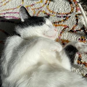 Meet your Posher, Karma